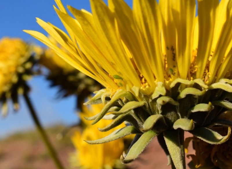 Silverleaf Sunray