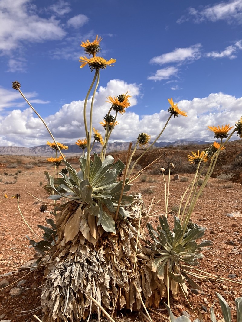 Silverleaf Sunray photo 2