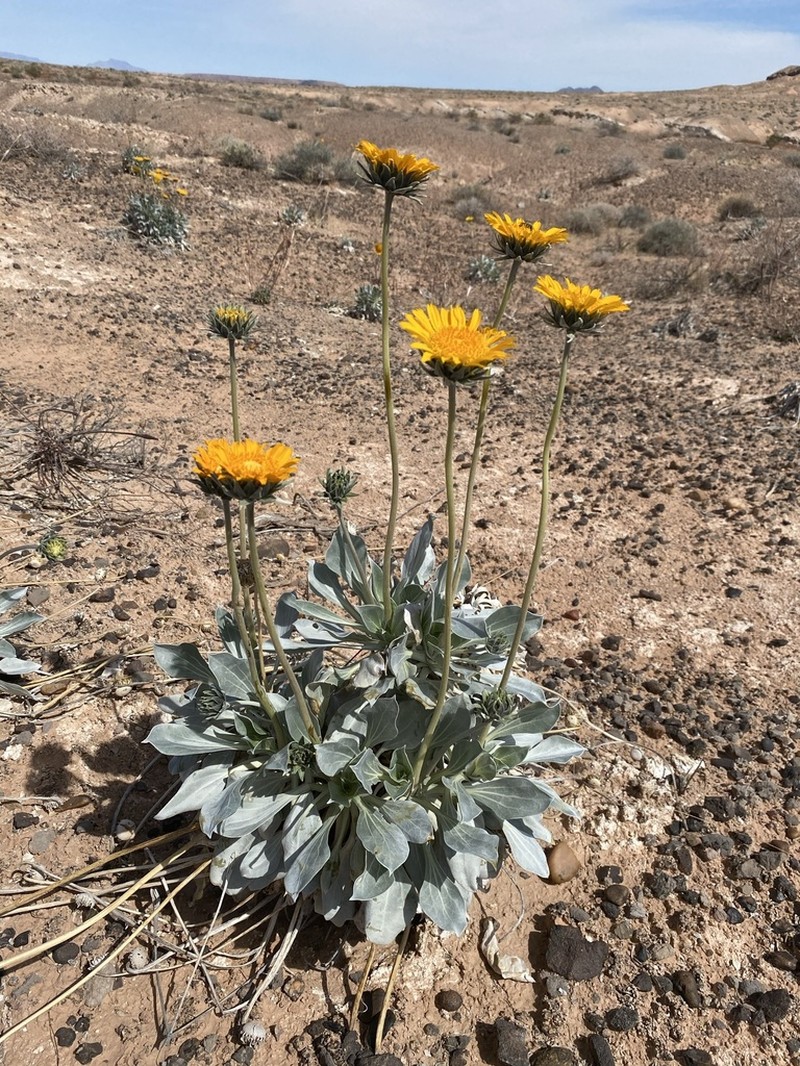 Silverleaf Sunray photo 4