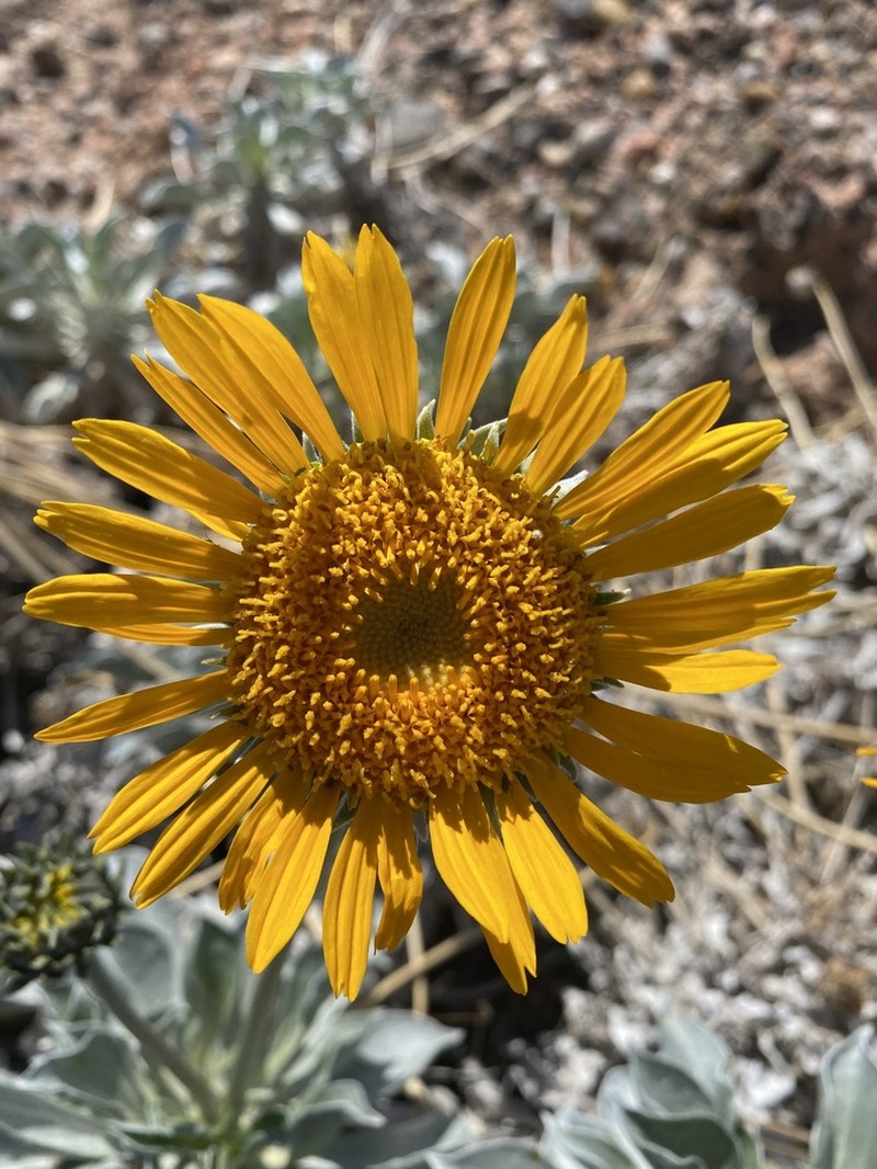 Silverleaf Sunray photo 5