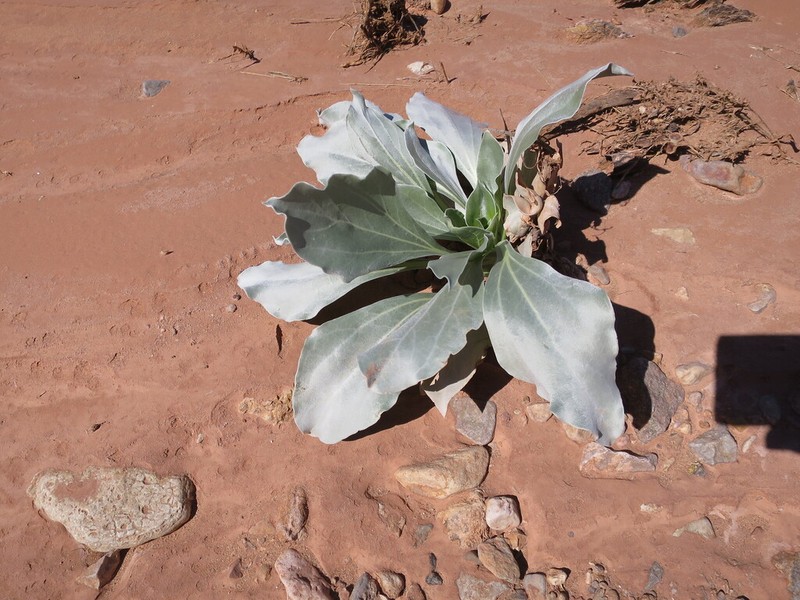 Silverleaf Sunray photo 6