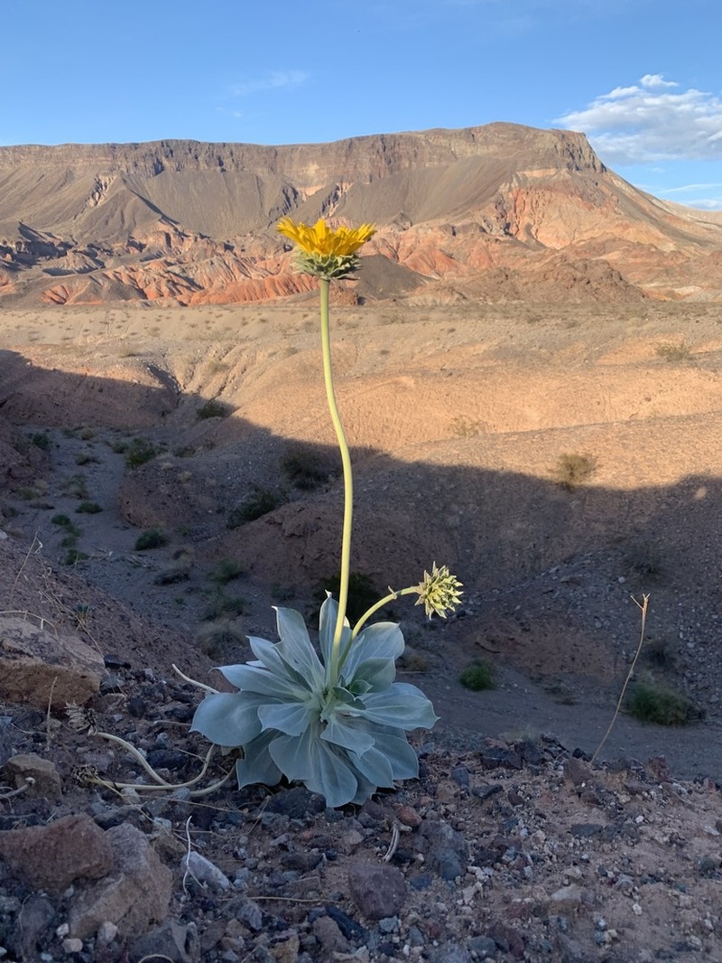 Silverleaf Sunray photo 7