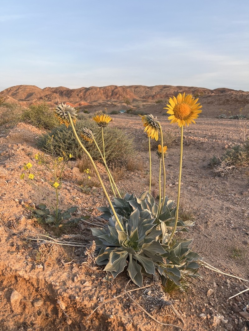 Silverleaf Sunray photo 8