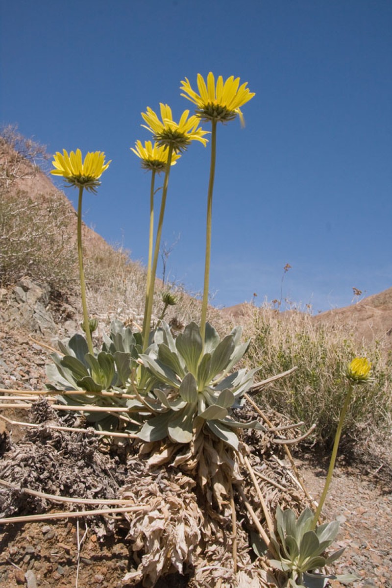 Panamint Daisy