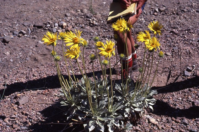 Panamint Daisy