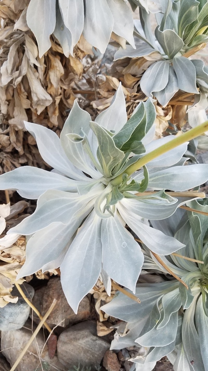 Panamint Daisy photo 2