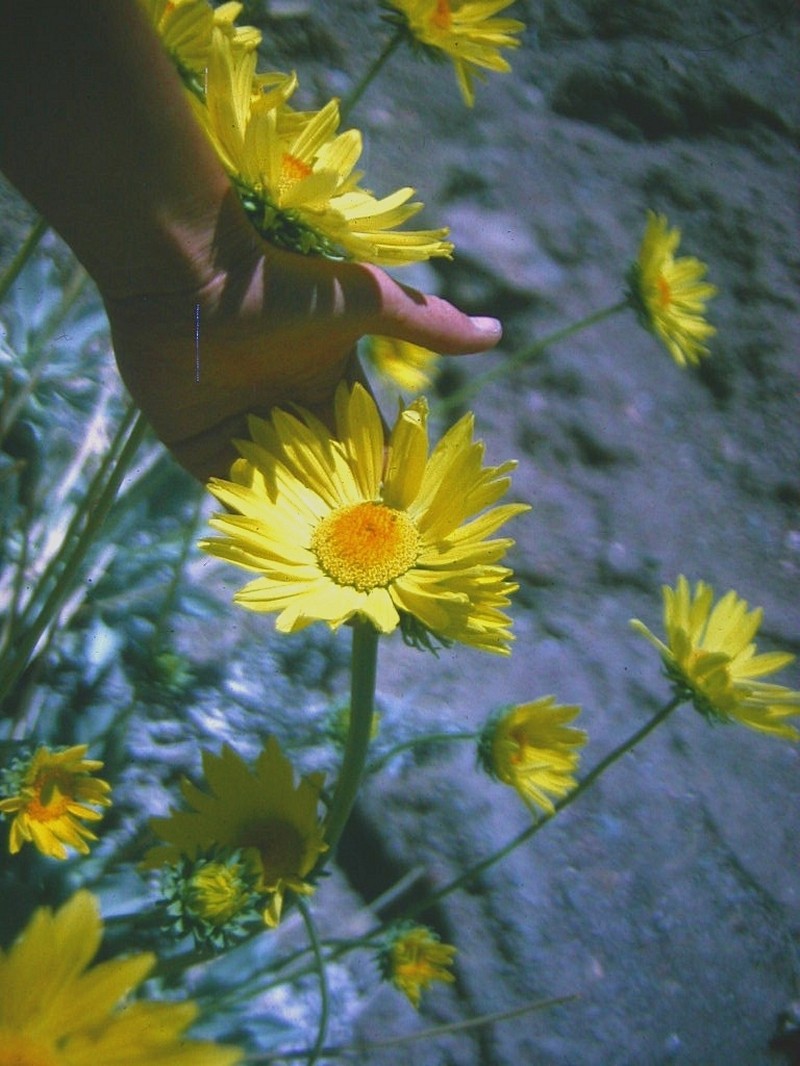 Panamint Daisy photo 3