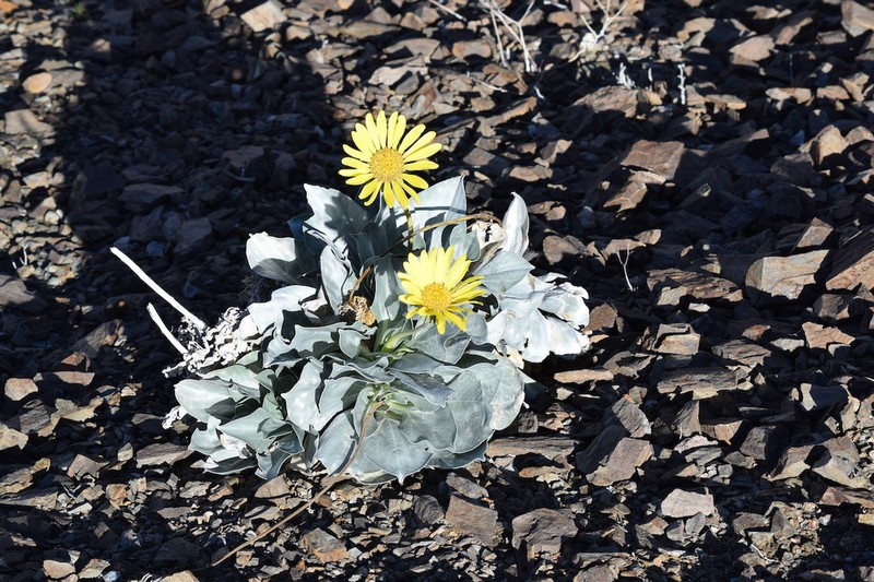 Panamint Daisy photo 4