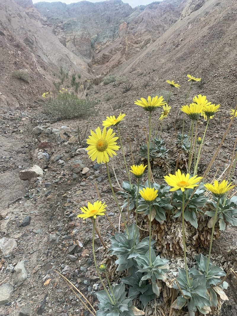 Panamint Daisy photo 6