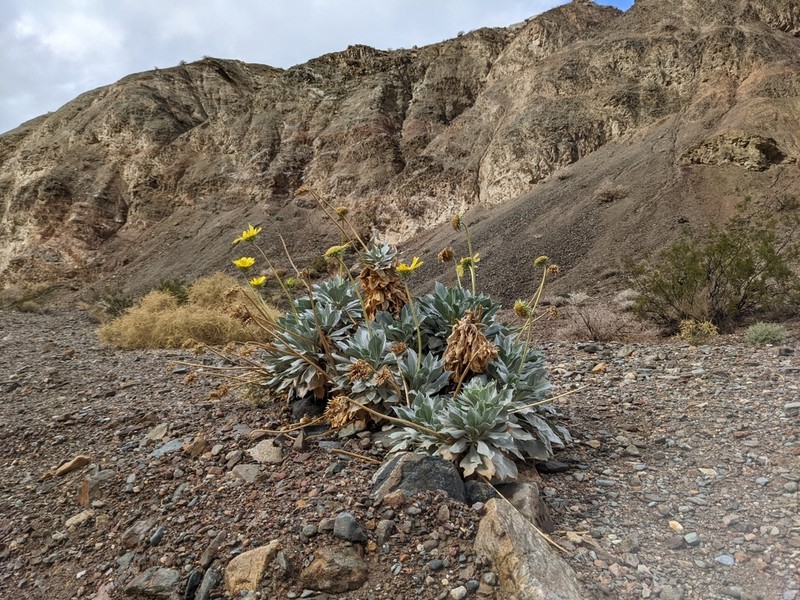 Panamint Daisy photo 7