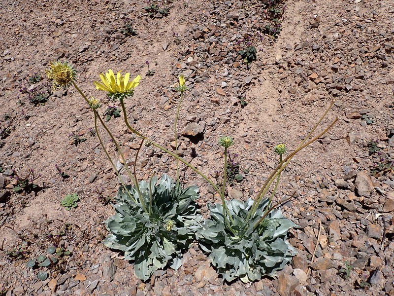 Panamint Daisy photo 8
