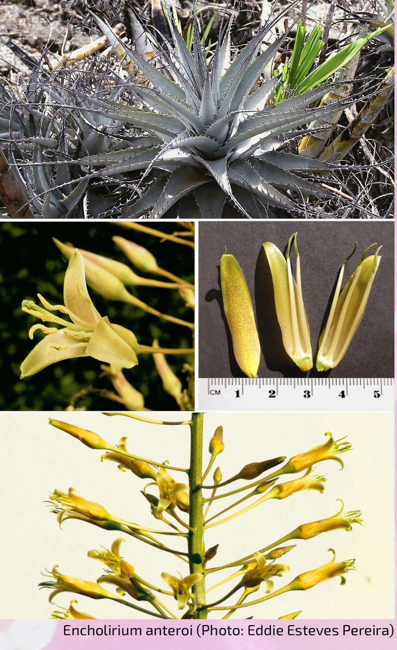 Encholirium anteroi
