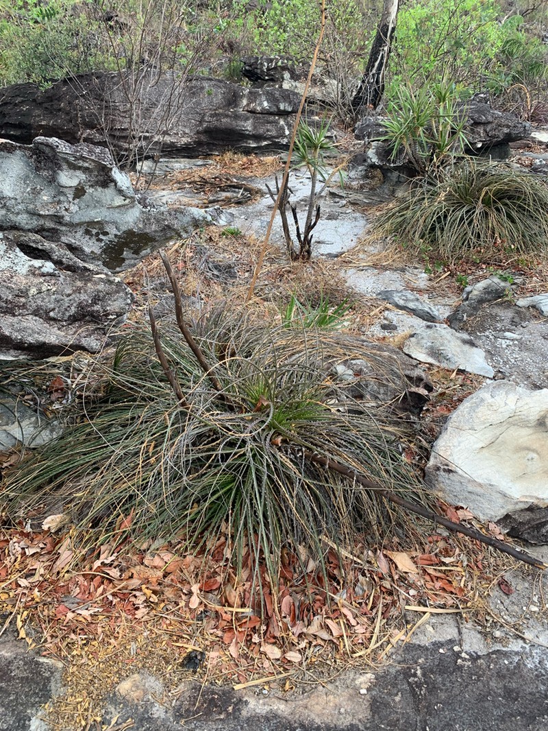 Encholirium avacanoeirum