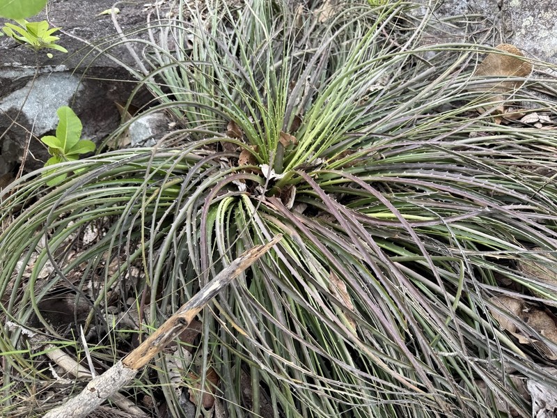 Encholirium avacanoeirum photo 3