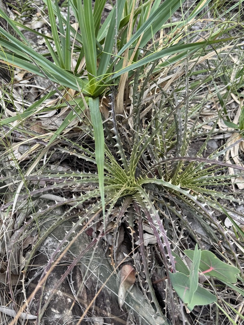 Encholirium avacanoeirum photo 4