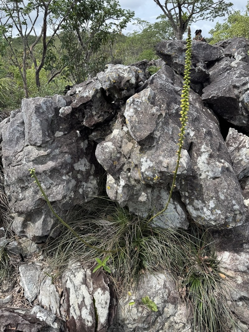 Encholirium avacanoeirum photo 5