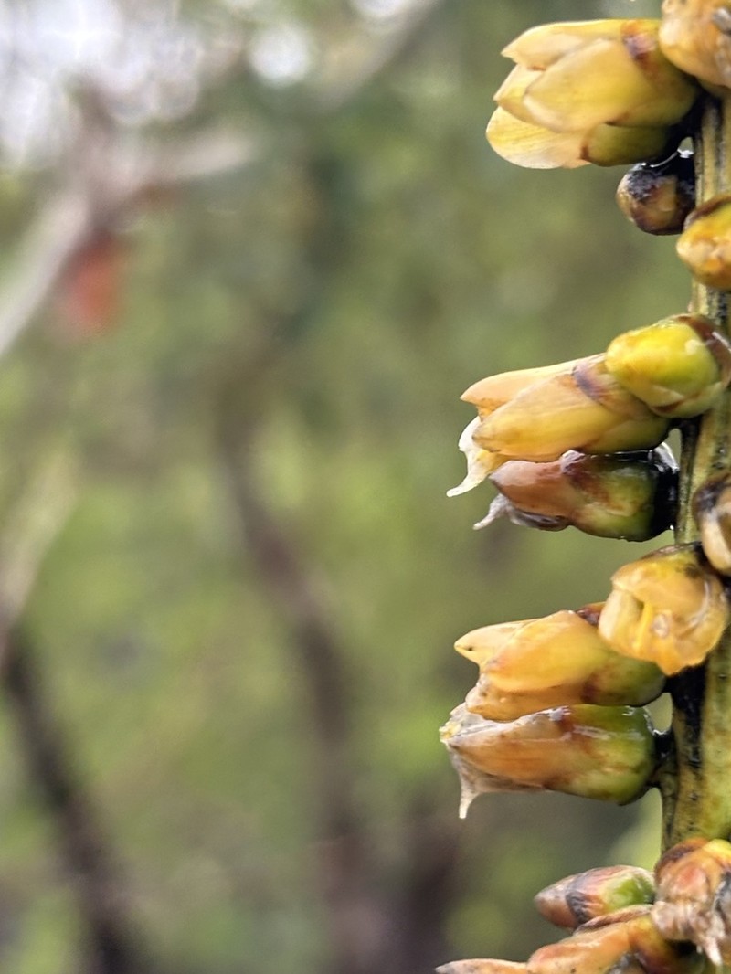 Encholirium avacanoeirum photo 6