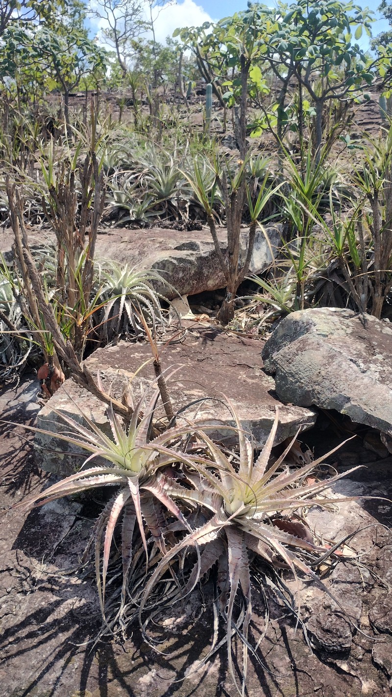 Encholirium nibertii photo 3