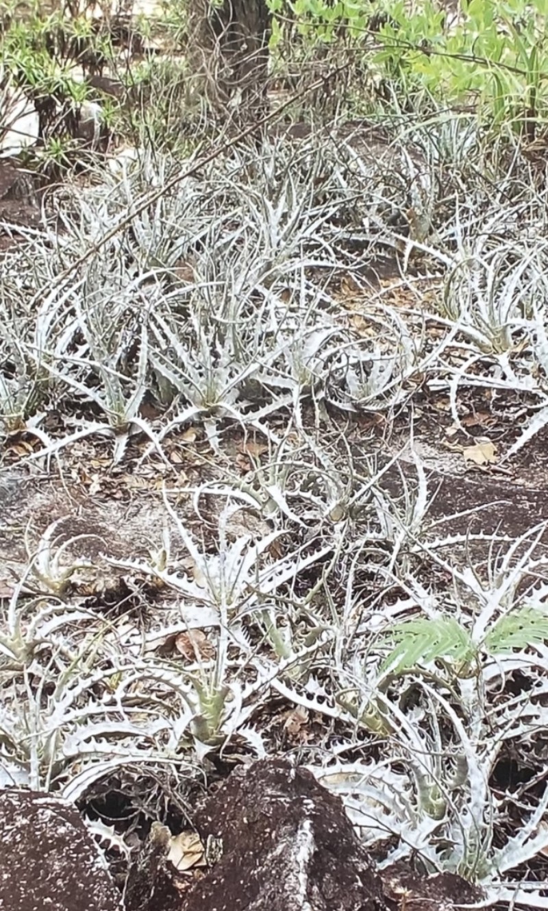 Encholirium nibertii