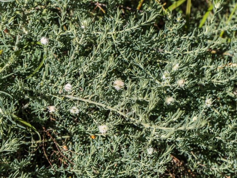 Ruby Saltbush photo 4