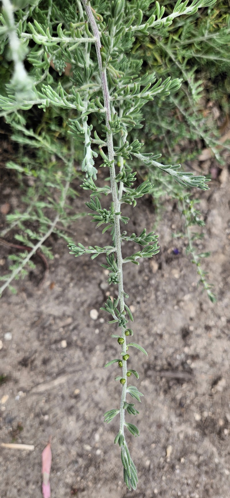 Ruby Saltbush photo 2