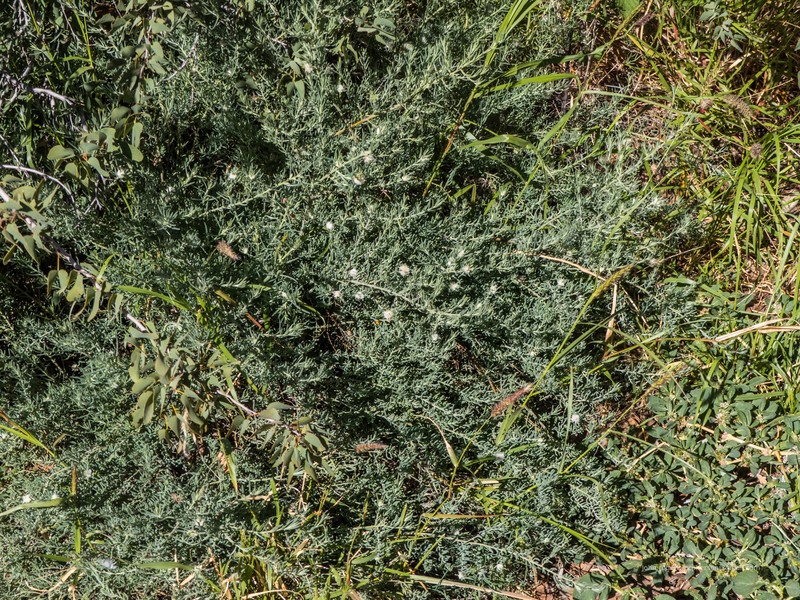 Ruby Saltbush photo 3