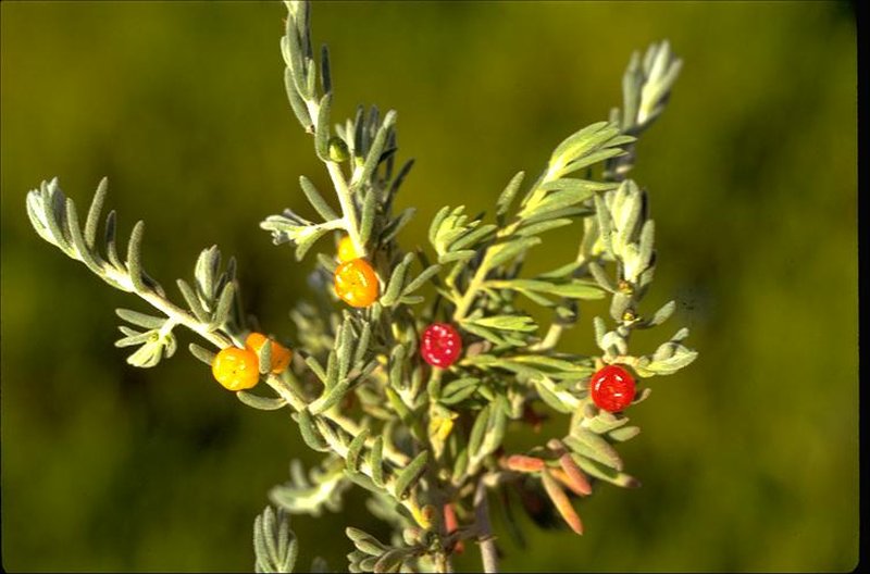 Ruby Saltbush photo 5
