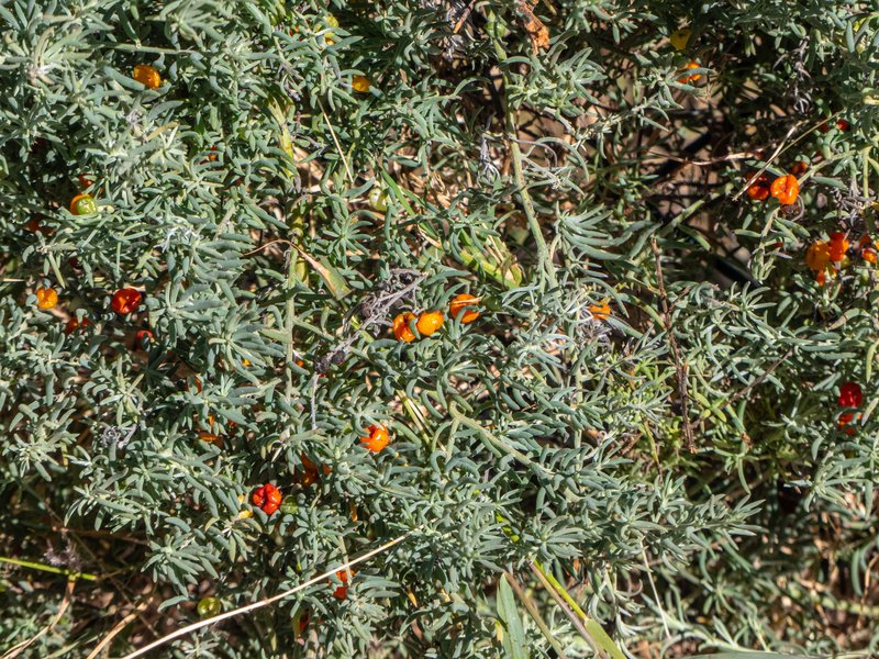 Ruby Saltbush photo 6