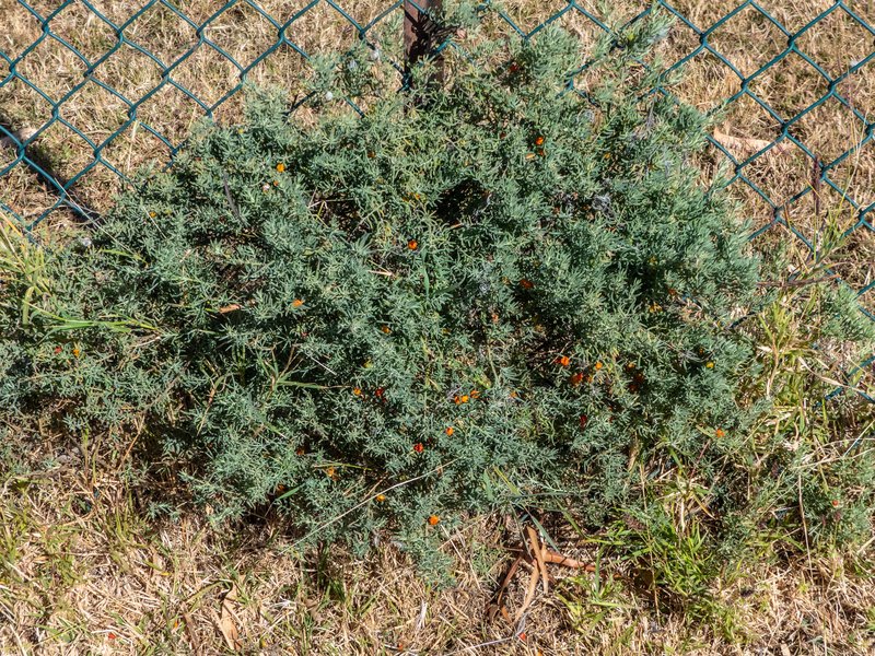 Ruby Saltbush photo 7