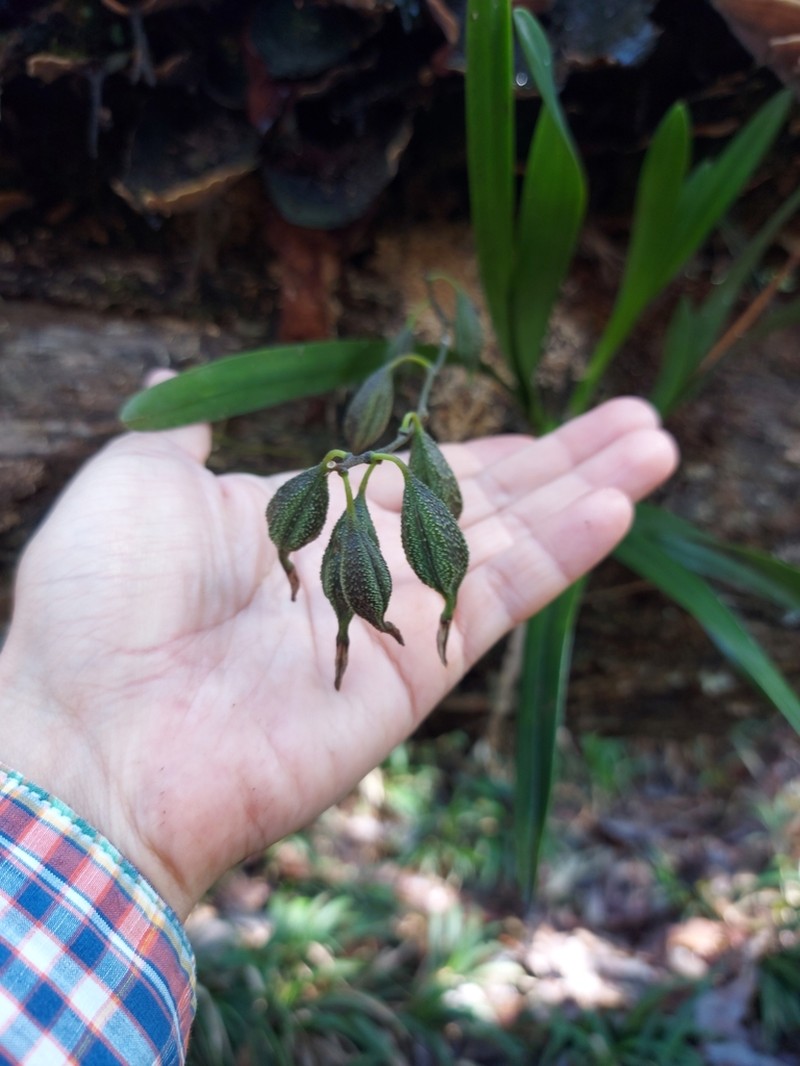 Heavyfruit Butterfly Orchid photo 2