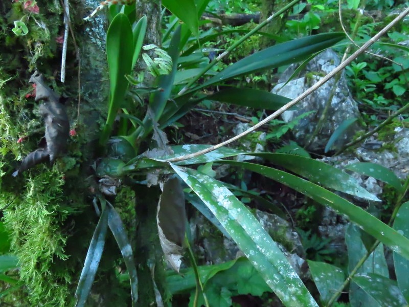 Heavyfruit Butterfly Orchid photo 4