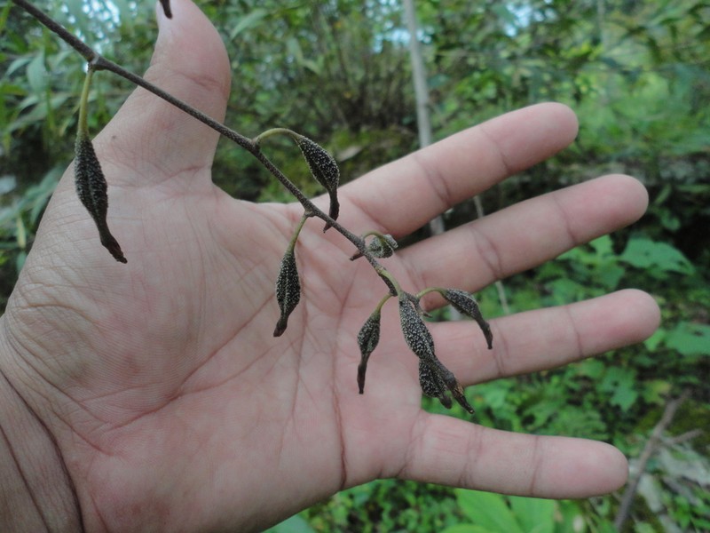 Heavyfruit Butterfly Orchid photo 5