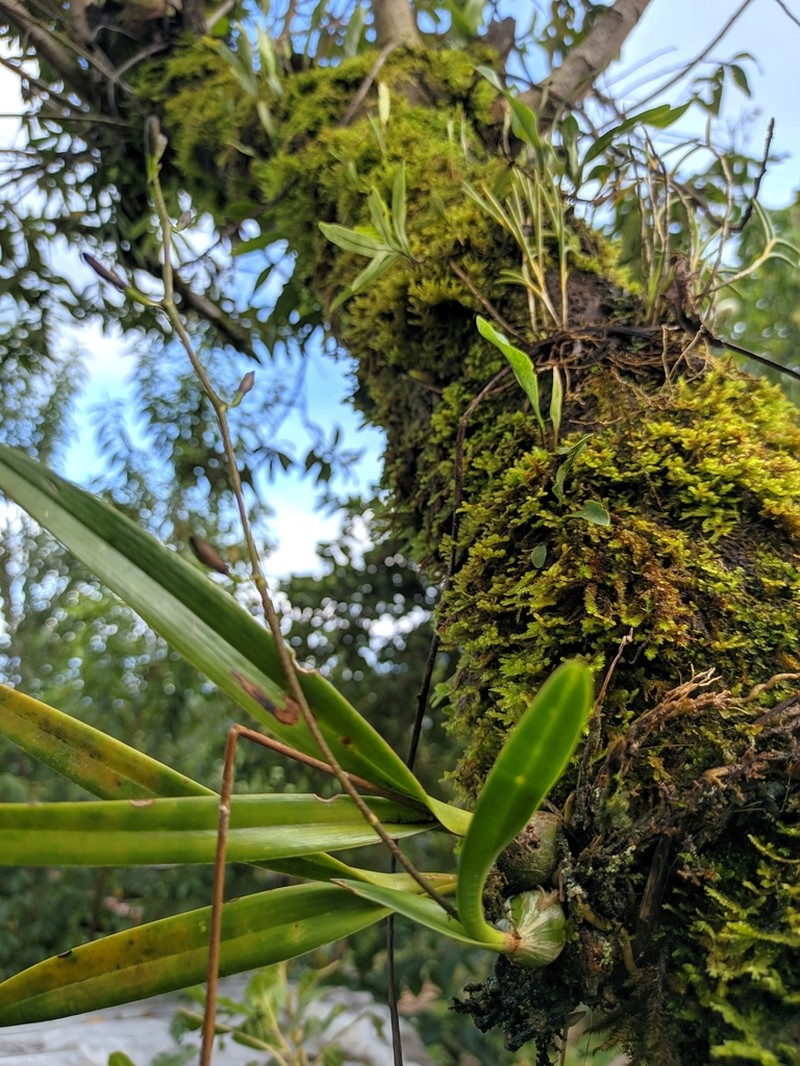 Heavyfruit Butterfly Orchid photo 6