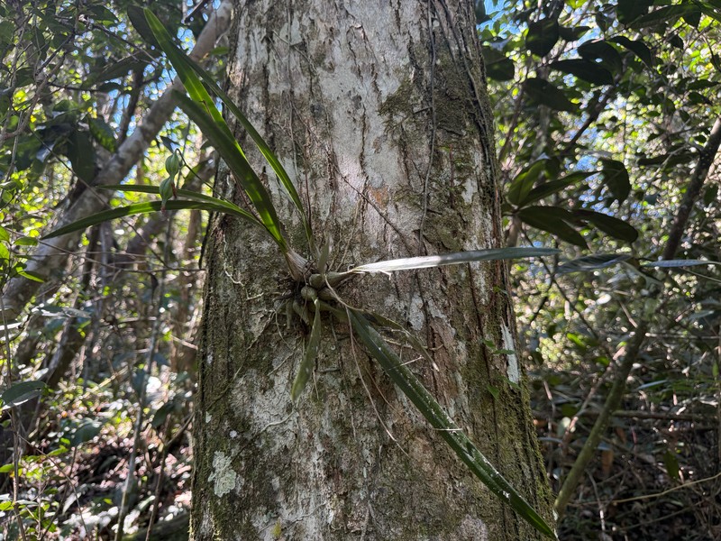 Heavyfruit Butterfly Orchid photo 7