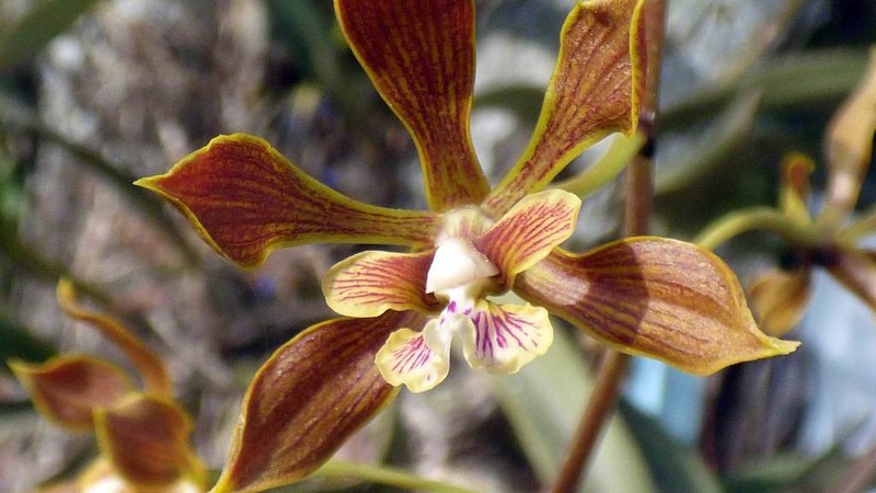 Encyclia inopinata