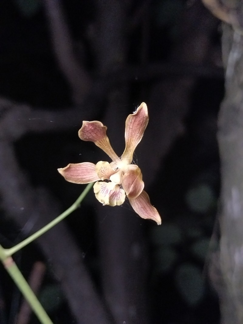 Encyclia inopinata photo 3
