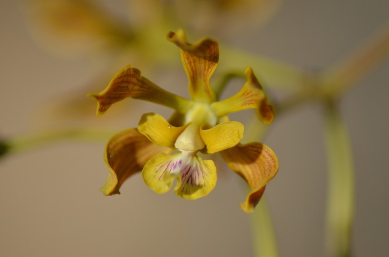 Encyclia inopinata photo 5