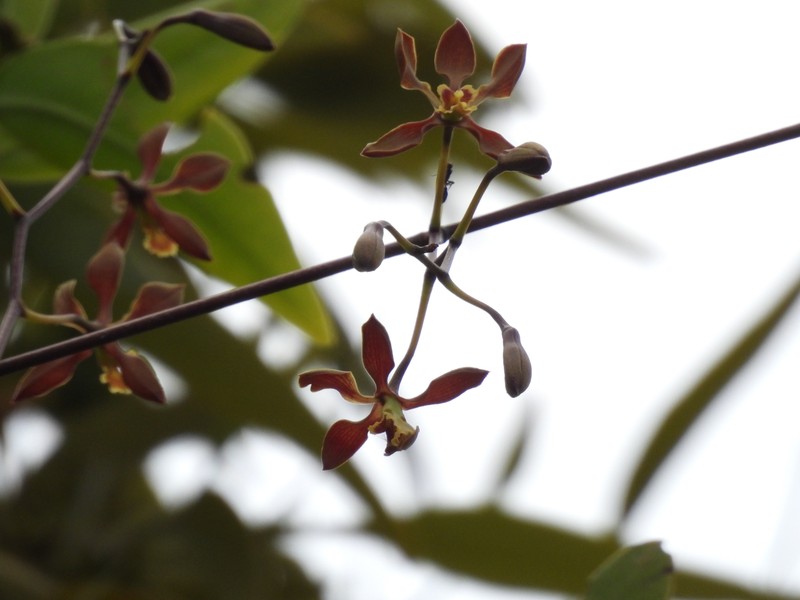 Encyclia inopinata photo 8