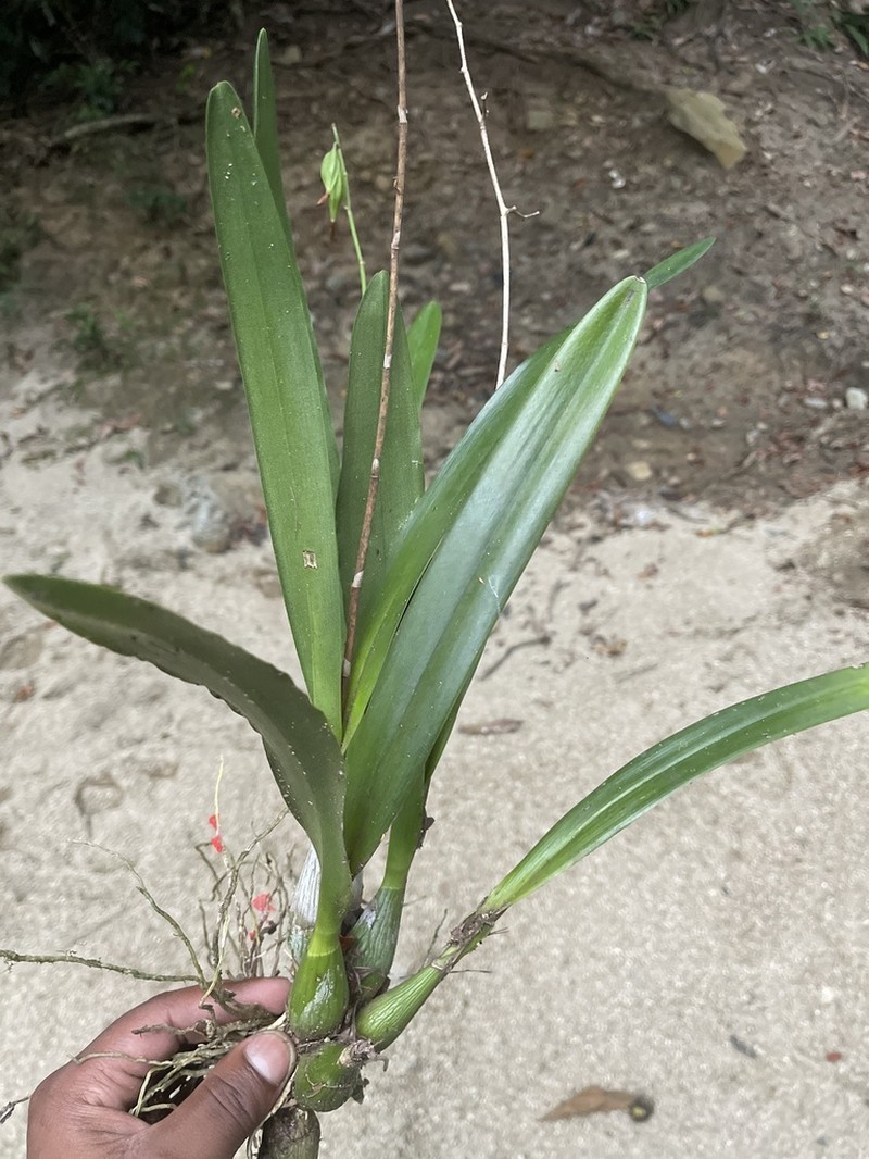 Royal Star Orchid photo 2