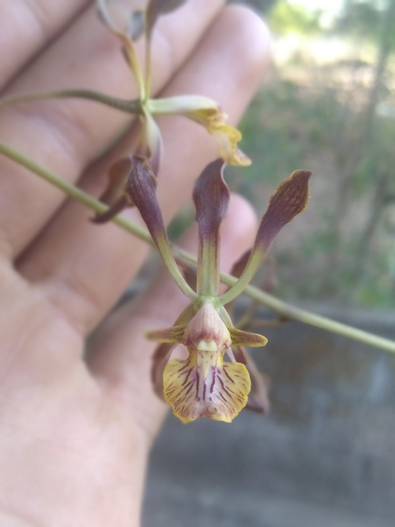 Encyclia rodolfoi