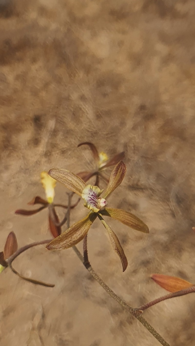Encyclia rodolfoi photo 2