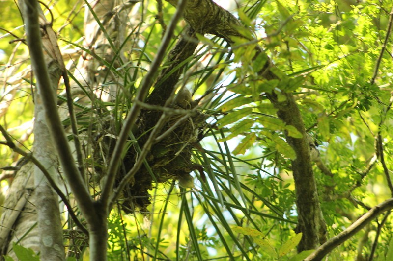 Encyclia rodolfoi photo 3