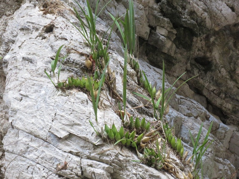 Encyclia rodolfoi photo 4