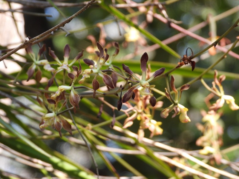 Encyclia rodolfoi photo 5