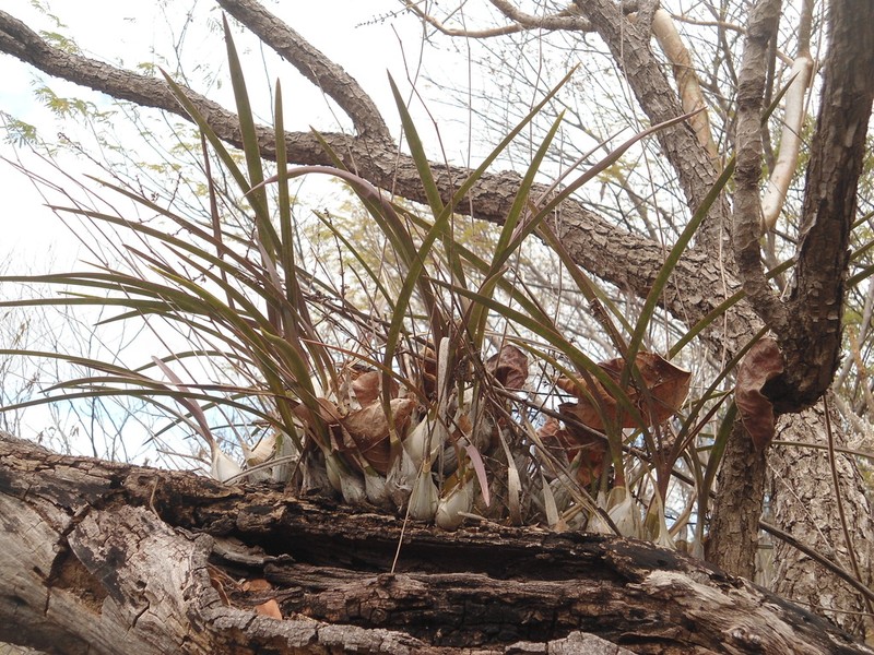 Encyclia rodolfoi photo 6