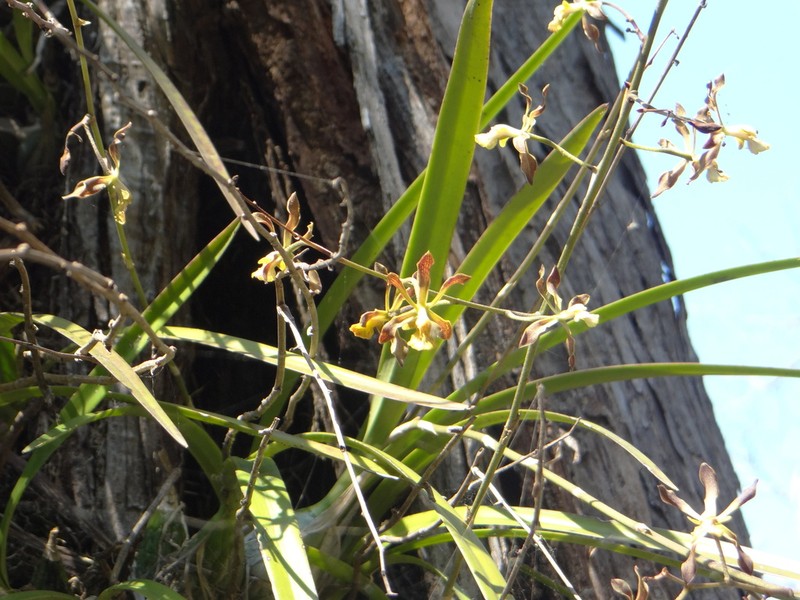 Encyclia rodolfoi photo 7