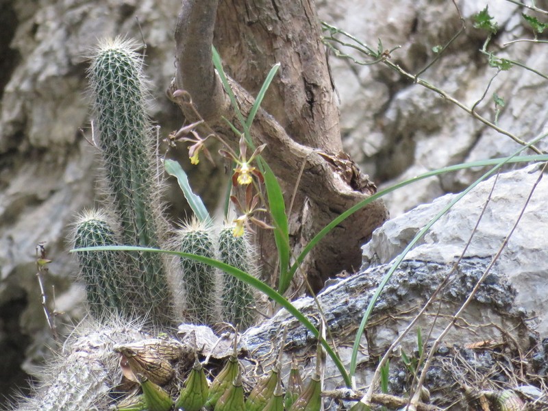 Encyclia rodolfoi photo 8