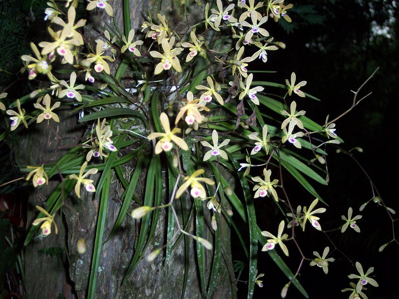 Tampa Butterfly Orchid