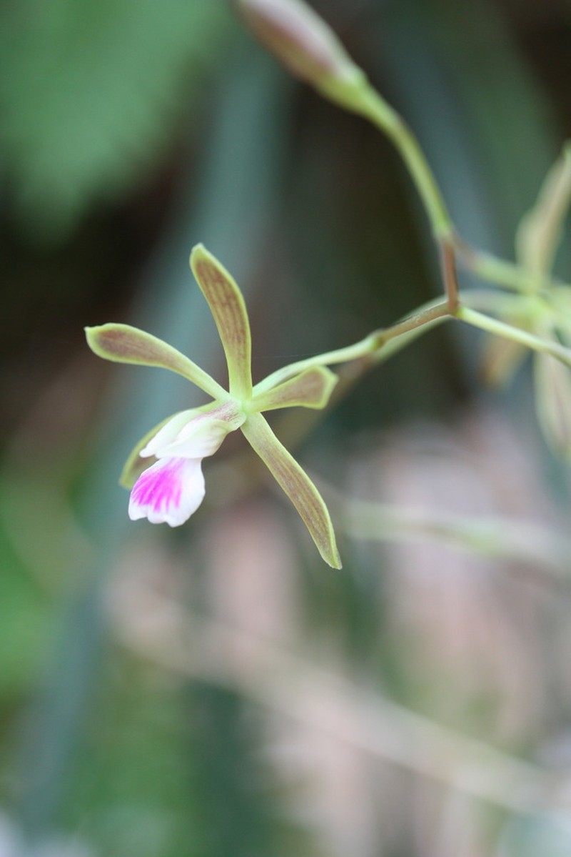 Tampa Butterfly Orchid