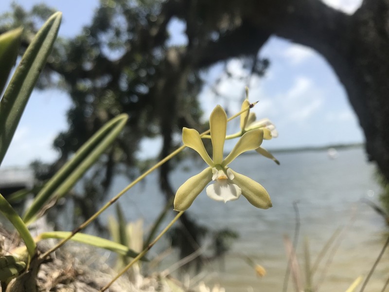 Tampa Butterfly Orchid photo 2